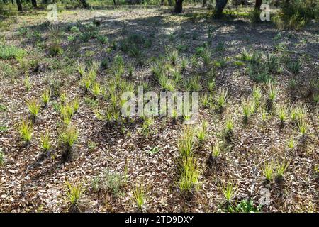 The portugues Sundew (Drosophyllum lusitanicum), a carnivorous plant, in natural habitat near Santiago Do Cacem in Portugal Stock Photo