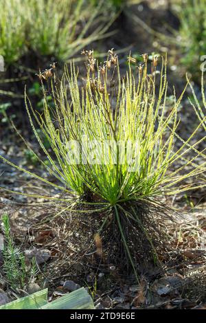 The portugues Sundew (Drosophyllum lusitanicum), a carnivorous plant, in natural habitat near Santiago Do Cacem in Portugal Stock Photo