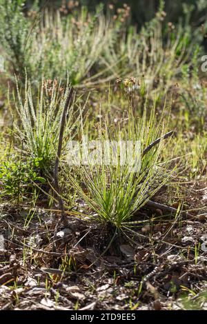 The portugues Sundew (Drosophyllum lusitanicum), a carnivorous plant, in natural habitat near Santiago Do Cacem in Portugal Stock Photo