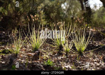 The portugues Sundew (Drosophyllum lusitanicum), a carnivorous plant, in natural habitat near Santiago Do Cacem in Portugal Stock Photo