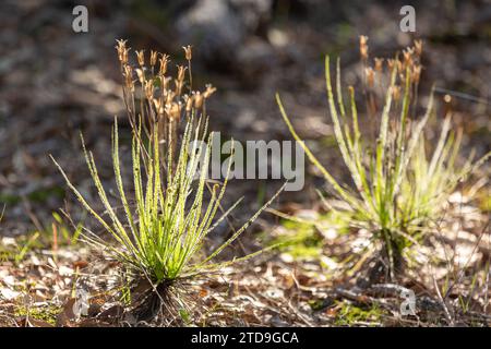 The portugues Sundew (Drosophyllum lusitanicum), a carnivorous plant, in natural habitat near Santiago Do Cacem in Portugal Stock Photo