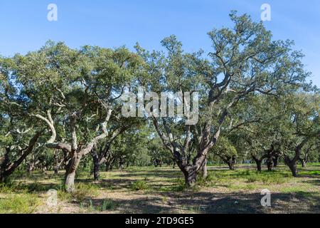 Cork Oak (Quercus suber) Forest near Santiago do Cacem, Portugal Stock Photo