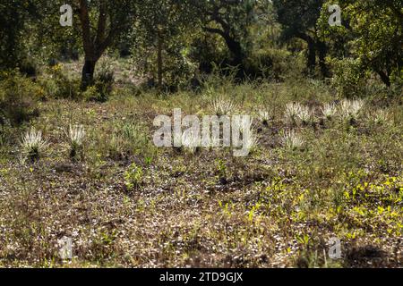 The portugues Sundew (Drosophyllum lusitanicum), a carnivorous plant, in natural habitat near Santiago Do Cacem in Portugal Stock Photo