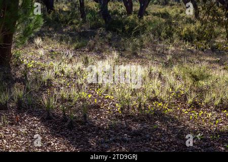 The portugues Sundew (Drosophyllum lusitanicum), a carnivorous plant, in natural habitat near Santiago Do Cacem in Portugal Stock Photo