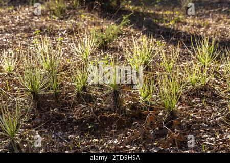 The portugues Sundew (Drosophyllum lusitanicum), a carnivorous plant, in natural habitat near Santiago Do Cacem in Portugal Stock Photo