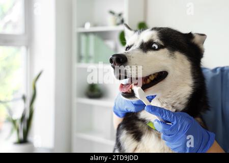 Veterinarian brushing Siberian Husky dog's teeth during dental hygiene procedure in clinic Stock Photo