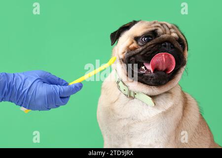 Pug toothbrush best sale