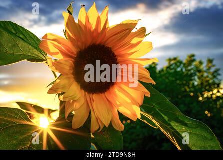 Close-up of sunflower from behind over sunset sky Stock Photo
