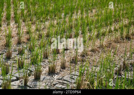 Japanese rice plantation during harvest season in the Niigata prefecture, Japan. Stock Photo
