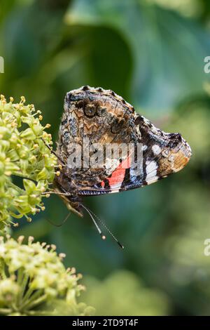 Red admiral Vanessa atalanta,side on with closed wings feeding on Ivy flowers Hedera helix,  garden, September Stock Photo