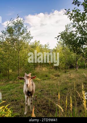 A kid grazing near an alder forest at sunset, in a farm in the eastern Andean mountains of central Colombia. Stock Photo