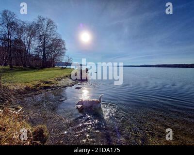 Lake Starnberg, Bavaria, Germany. 17th Dec, 2023. After frigid temperatures and areas in and around Munich having been blanketed in the most 24 hour snow accumulations in history, a dog enjoys slightly milder temperatures and plenty of sun at Lake Starnberg, near Munich in Germany. (Credit Image: © Sachelle Babbar/ZUMA Press Wire) EDITORIAL USAGE ONLY! Not for Commercial USAGE! Stock Photo