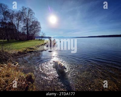 Lake Starnberg, Bavaria, Germany. 17th Dec, 2023. After frigid temperatures and areas in and around Munich having been blanketed in the most 24 hour snow accumulations in history, a dog enjoys slightly milder temperatures and plenty of sun at Lake Starnberg, near Munich in Germany. (Credit Image: © Sachelle Babbar/ZUMA Press Wire) EDITORIAL USAGE ONLY! Not for Commercial USAGE! Stock Photo