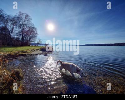 Lake Starnberg, Bavaria, Germany. 17th Dec, 2023. After frigid temperatures and areas in and around Munich having been blanketed in the most 24 hour snow accumulations in history, a dog enjoys slightly milder temperatures and plenty of sun at Lake Starnberg, near Munich in Germany. (Credit Image: © Sachelle Babbar/ZUMA Press Wire) EDITORIAL USAGE ONLY! Not for Commercial USAGE! Stock Photo