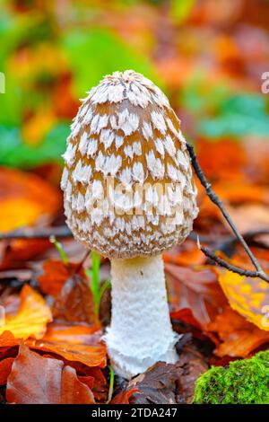 Magpie or woodpecker fungus, Coprinopsis picacea, growing amid fallen autumn leaves Stock Photo