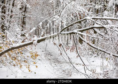 Blizzard Scene: Snow-Covered Tree Blocking Hiking Trail in Forest Stock Photo