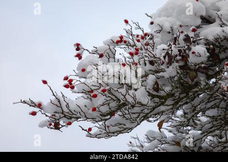 Captivating Blizzard Scene: Snow-Covered Mulberry Tree with Red Berries Stock Photo