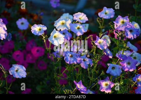 Blue and blue petunia flowers. Petunia Juss. Beautiful flowers in a flower bed. Stock Photo