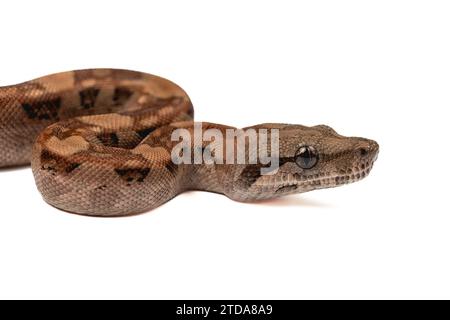 Albino boa constrictor hi-res stock photography and images - Alamy