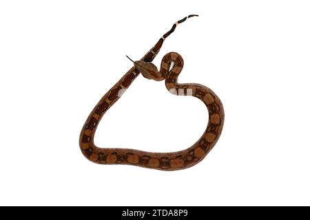 Boa Constrictor Imperator on White Background - Exotic Reptile Snake Stock Photo Stock Photo