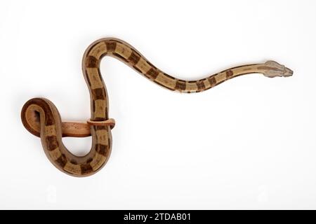 Boa Constrictor Imperator on White Background - Exotic Reptile Snake Stock Photo Stock Photo