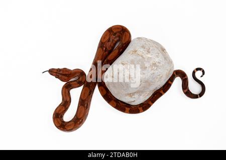 Baby Boa Constrictor with Rock - Nicaragua Blood Boa Imperator on White Background - Exotic Reptile Wildlife Stock Photo Stock Photo