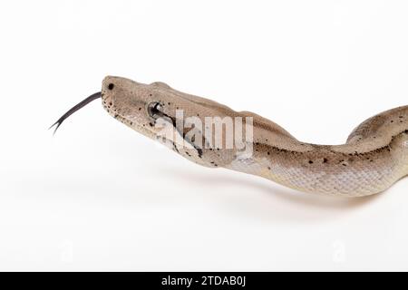 Central American Boa Constrictor with Fiery Colors on White Background - Exotic Reptile Wildlife Stock Photo Stock Photo