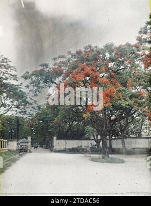 Hà-nôi, Hainoi Vietnam, Tonkin, Indochina The flamboyants of avenue du Général Bichot, Housing, Architecture, Colonial history, Sentry box, Western type architecture, Barracks, Colonial army, Park, Garden, Indochina, Tonkin, Quartier de la citadelle, 01/01/1914 - 31/12/1921, Busy, Léon, Léon Busy photographer en Indochine, Autochrome, photo, Glass, Autochrome, photo, Positive, Vertical Stock Photo