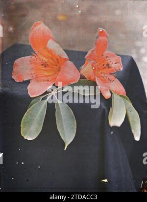 Surroundings of Hà-nôi, Hainoi Vietnam, Tonkin, Indochina Leaves and flowers of the kapok tree, Nature, Environment, Flower, Vegetation, botany, Indochina, Tonkin, Hà-nôi, Hainoi Vietnam [région], 01/04/1916 - 30/04/1916, Busy, Léon, Léon Busy photographer en Indochine, Autochrome, photo, Glass, Autochrome, photo, Positive, Vertical Stock Photo