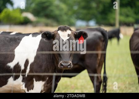 dairy cows in a field on a farm Stock Photo