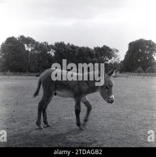 1950s, historical, a young donkey in a field, England, UK. Stock Photo