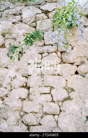 An aged rock with flowers growing in a crack Stock Photo - Alamy