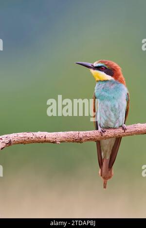 Bienenfresser, European bee eater, Merops apiaster Stock Photo