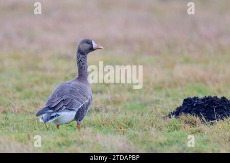Blässgans,Anser albifrons,Greater White-fronted Goose Stock Photo