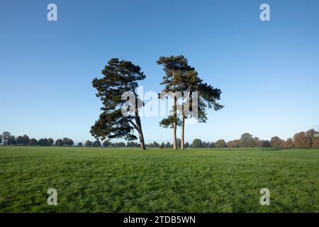 Scots Pine Trees on Durdham Down. Bristol, UK. Stock Photo
