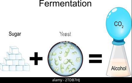 Fermentation is a metabolic process: consumes sugar with yeast or bacteria in the absence of oxygen. The result are organic acids, gases, or alcohol. Stock Vector