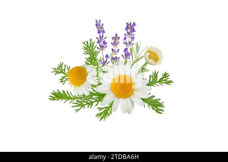 Chamomile and lavender flowers bunch isolated on white. White daisy in bloom and lavender branch. Chamaemelum nobile herbal and lavandula medicine pla Stock Photo