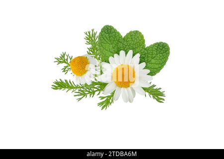 Chamomile flowers and mint leaves bunch isolated on white. White daisy in bloom and peppermint branch. Chamaemelum nobile herbal and mentha medicine p Stock Photo