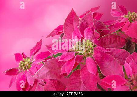 Poinsettia Christmas flower gift card. Flor de Pascua. Euphorbia pulcherrima plant with pink colored bracts. Stock Photo