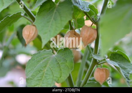 Physalis plant with ripe fruits in dry calyxes on a branch among green leaves. Stock Photo