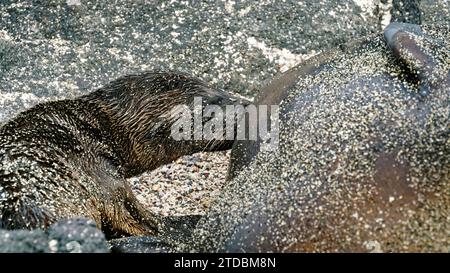 Baby Galapagos sea lion suckling, Close up view. Galápagos Islands, Ecuador Stock Photo