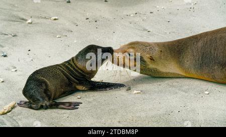 Mother and baby Galapagos sea lions greet each other, Galápagos Islands, Ecuador Stock Photo