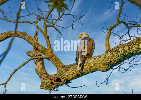 Bald eagle roosts in tree by the Cumberland River running through Fort Donelson National Battlefield in Dover, Tennessee. Stock Photo