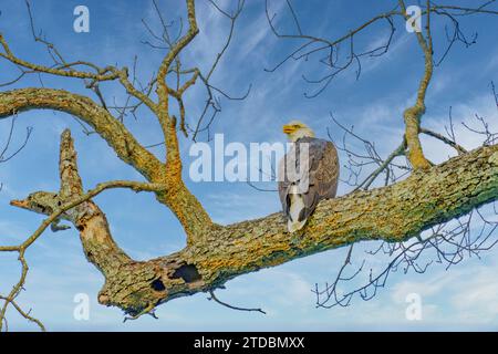 Bald eagle roosts in tree by the Cumberland River running through Fort Donelson National Battlefield in Dover, Tennessee. Stock Photo