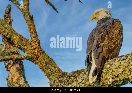 Bald eagle roosts in tree by the Cumberland River running through Fort Donelson National Battlefield in Dover, Tennessee. Stock Photo