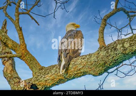 Bald eagle roosts in tree by the Cumberland River running through Fort Donelson National Battlefield in Dover, Tennessee. Stock Photo