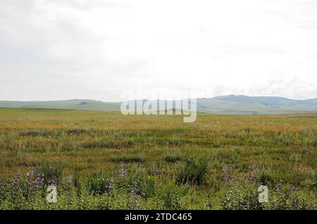 Endless hilly steppe with tall grass at the foot of a mountain range under a bright and cloudy summer sky. Khakassia, Siberia, Russia. Stock Photo