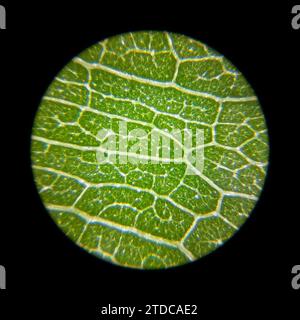 Green plant leaf surface viewed under a microscope Stock Photo