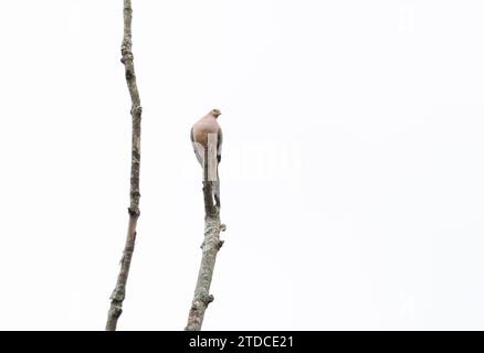 Mourning dove perched on a tree with a mute background Stock Photo