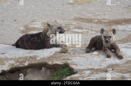 pair of adorable spotted hyena pups lying down near their den in the wild plains of amboseli national park, kenya Stock Photo